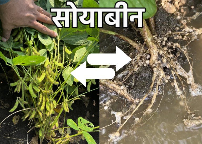 soybean-bacter