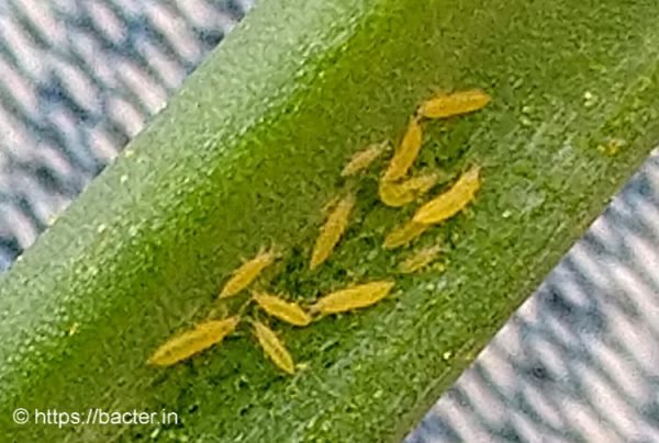 thrips