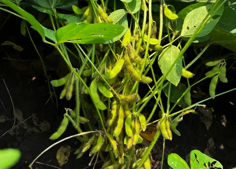 Soybean-pods